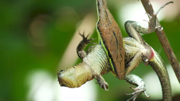 Schmalköpfige Rebennatter Oxybelis Aeneus Mit Ihrer Beute Eidechse Wald Von — Stockfoto