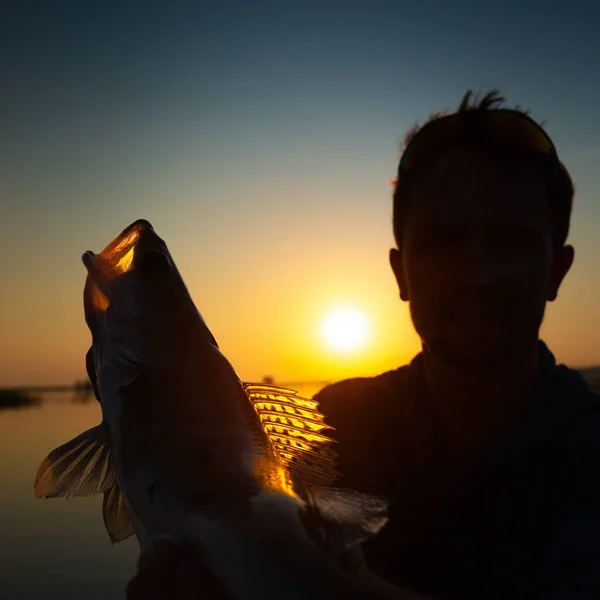 Angler Holds Fish Zander Sun — Stock Photo, Image