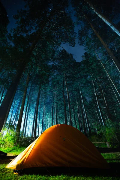 Oranžový Stan Zasazený Zvýrazněného Borového Lesa Hvězdami Viditelnými Mezi Větvemi — Stock fotografie