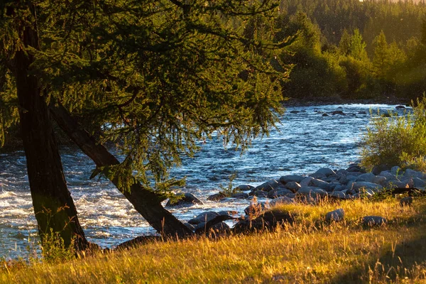 Rápida Río Claro Pinos Costa Muchas Moscas Son Visibles Luz — Foto de Stock