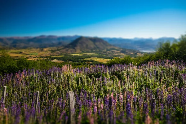 Flowers Chilean Mountains Tilt Shift Effect Applied — Stock Photo, Image