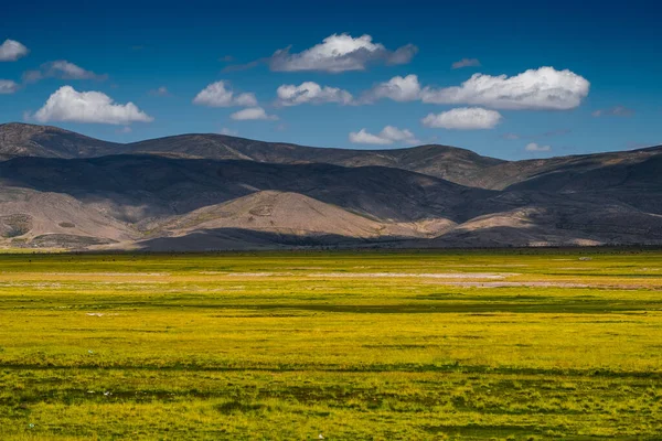 Veld Met Geel Gras Bolivia — Stockfoto