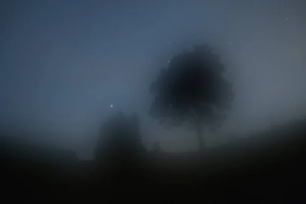Zwei Bäume Morgennebel Und Sternenhimmel — Stockfoto