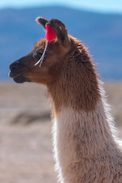 Geschmücktes Bolivianisches Lama Freier Wildbahn — Stockfoto