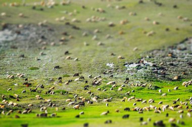 Rusya 'nın Altai dağlarındaki yeşil tepede otlayan dev koyunlar ve keçi sürüleri. Eğim kaydırma etkisi uygulandı