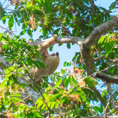 Tembel hayvan ağaca tırmanır. Kosta Rika