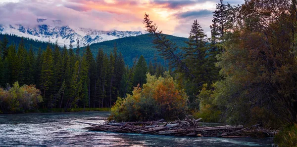 Panorama Rapid River Chuya Ant Its Wild Coasts Pine Trees — Stock Photo, Image