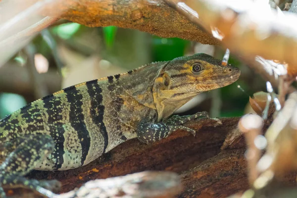 Lagarto Bosque Costa Rica — Foto de Stock