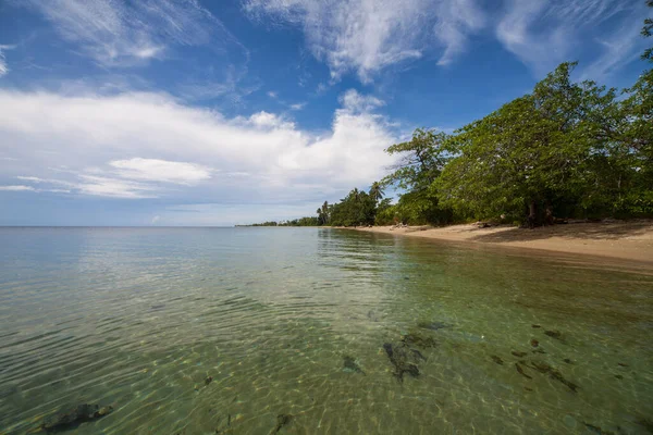 Homokos Strand Fákkal — Stock Fotó