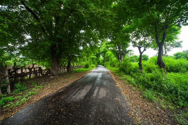 Estrada Asfalto Úmida Árvores Tropicais Verdes Exuberantes Seus Lados — Fotografia de Stock