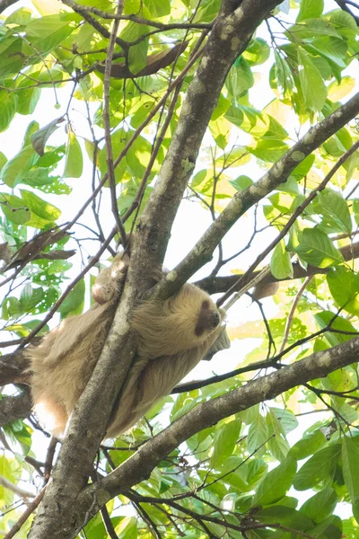 Sloath Relaja Sombra Árbol Costa Rica —  Fotos de Stock