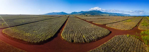 Panorama Plantación Piña Hawaii —  Fotos de Stock