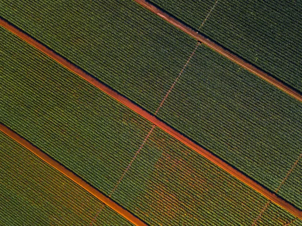 Vista Aérea Cima Para Baixo Plantação Pinaple Oahu Havaí — Fotografia de Stock