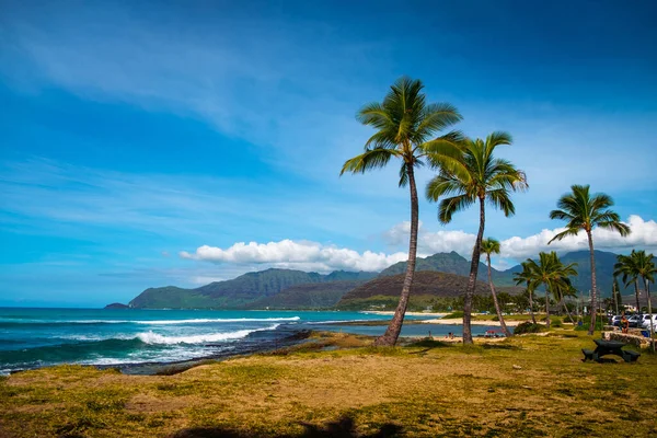 夏威夷瓦胡岛西海岸的棕榈树 — 图库照片