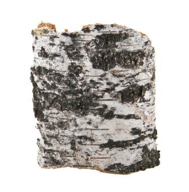 Beyaz arkaplanda huş kabuğu izole