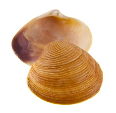 kabuk beyaz arkaplanda izole