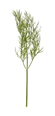 yeşil dereotu beyaz arkaplanda izole edildi