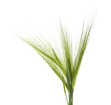 Beyaz arka plan üzerinde izole yeşil spikelets