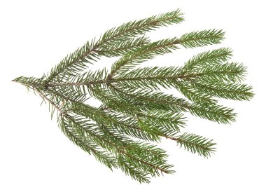 Noel ağacının beyaz arka planda izole edilmiş dalı