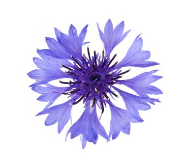 Beyaz arka plan üzerinde izole Centaurea çiçekler