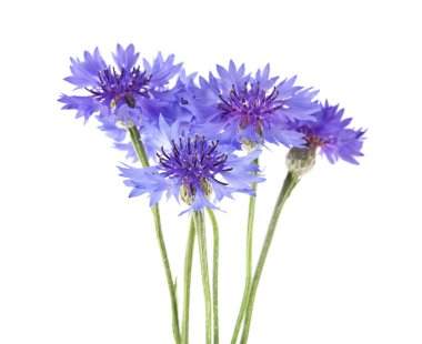 Beyaz arka plan üzerinde izole Centaurea çiçekler