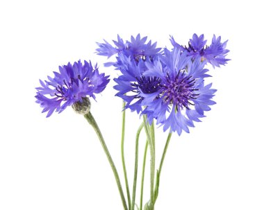 Beyaz arka plan üzerinde izole Centaurea çiçekler