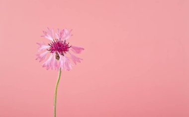 Centaurea pembe çiçek pembe bir arka plan üzerinde