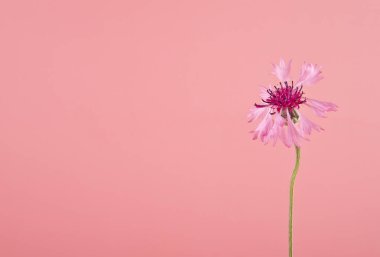 Centaurea pembe çiçek pembe bir arka plan üzerinde