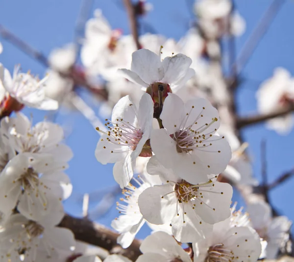 Flowers Apricots Background Blue Sky — Stock Photo, Image