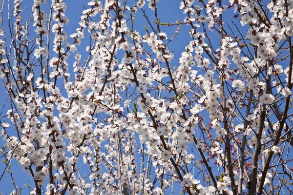 Flores Albaricoques Sobre Fondo Cielo Azul —  Fotos de Stock