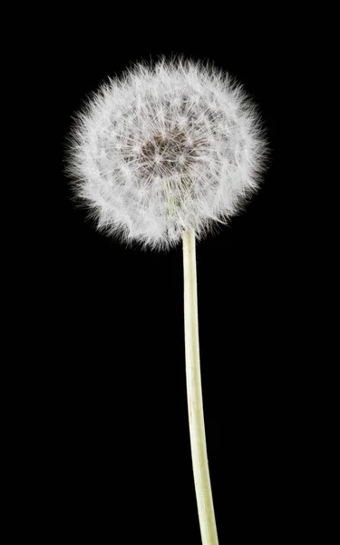 White Fluffy Dandelions Black Background — Stock Photo, Image