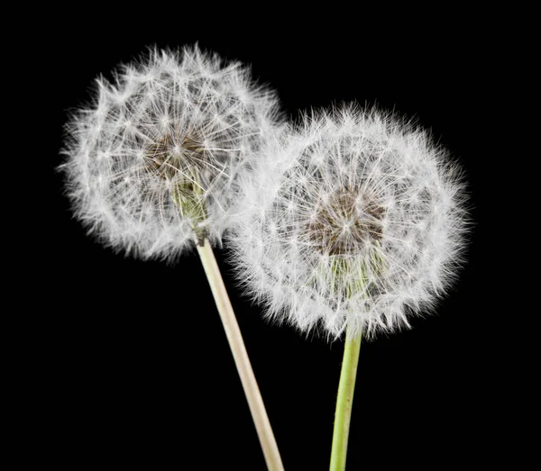 Weiße Flauschige Löwenzahne Auf Schwarzem Hintergrund — Stockfoto