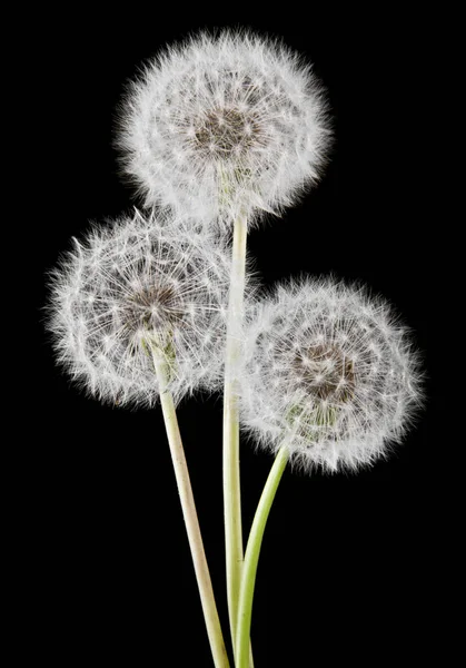 Pissenlits Isolés Sur Fond Noir — Photo