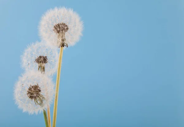 Pissenlits Blancs Moelleux Sur Fond Bleu — Photo