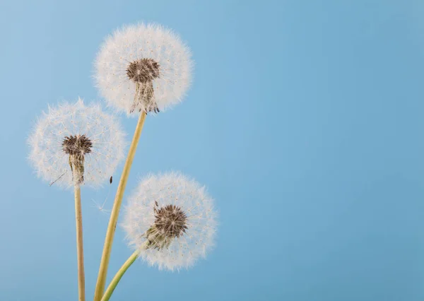 Pissenlits Blancs Moelleux Sur Fond Bleu — Photo