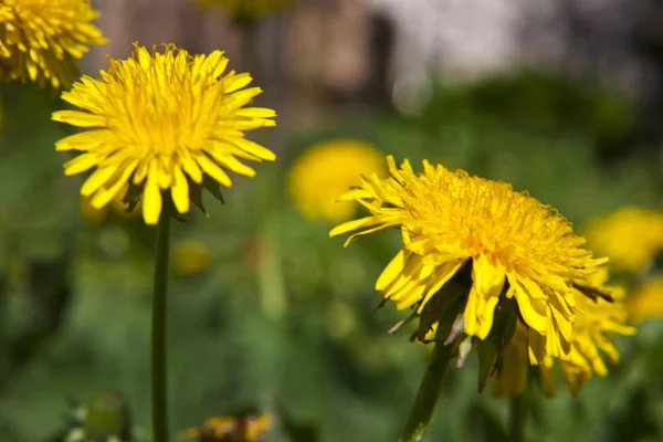 Primavera Paisaje Amarillo Diente León Flores Hierba — Foto de Stock