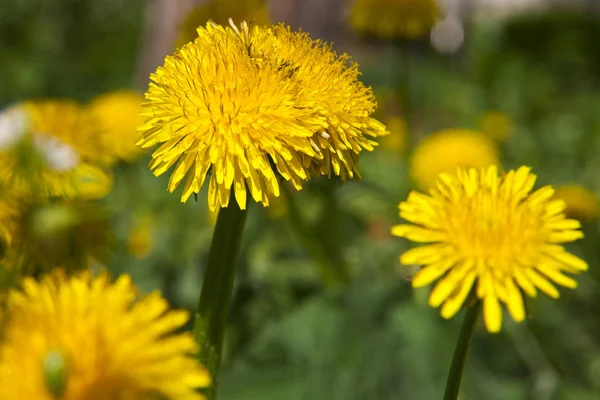 Primavera Paisaje Amarillo Diente León Flores Hierba — Foto de Stock