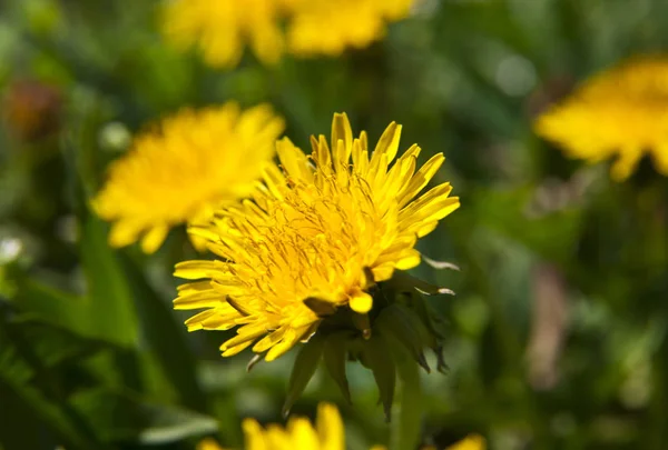 Primavera Paisaje Amarillo Diente León Flores Hierba — Foto de Stock