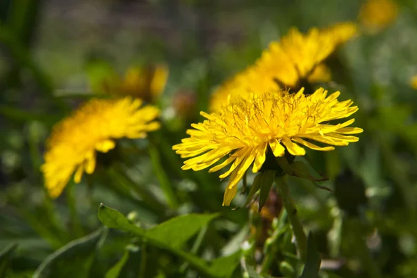 Primavera Paisaje Amarillo Diente León Flores Hierba — Foto de Stock