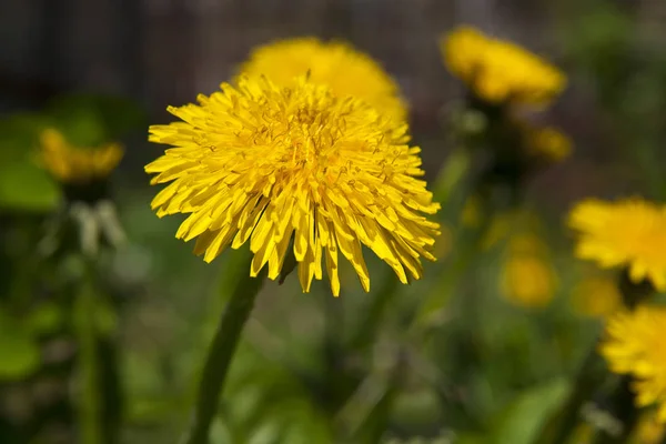 Primavera Paisaje Amarillo Diente León Flores Hierba — Foto de Stock