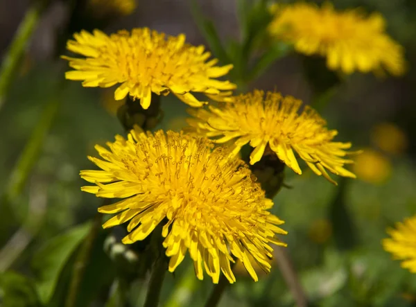 Primavera Paisaje Amarillo Diente León Flores Hierba — Foto de Stock