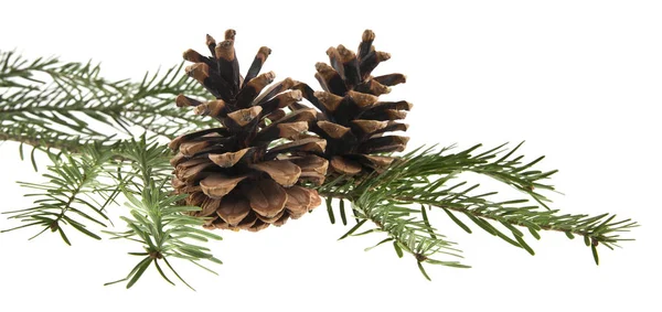 Zweig Des Weihnachtsbaums Mit Zapfen Isoliert Auf Weißem Hintergrund — Stockfoto