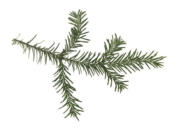 Větev Vánoční Strom Izolované Bílém Pozadí — Stock fotografie