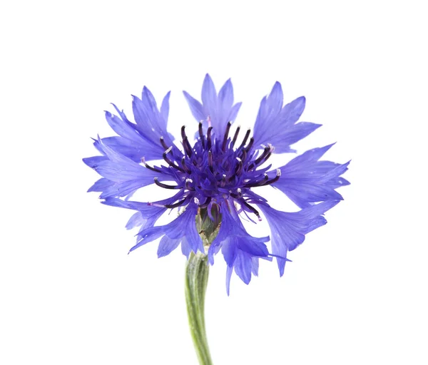 Blommor Centaurea Isolerad Vit Bakgrund — Stockfoto