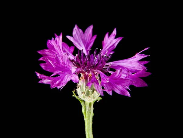 Pheolent Květin Centaurea Izolované Černém Pozadí — Stock fotografie