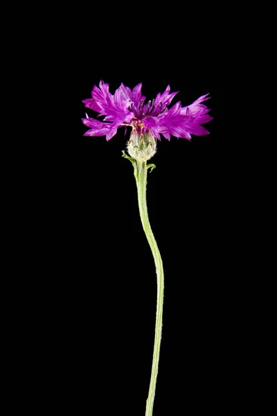 Flores Feolentes Centaurea Aislada Sobre Fondo Negro — Foto de Stock