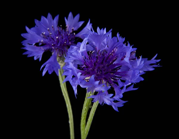 Flores Azules Centaurea Aisladas Sobre Fondo Negro — Foto de Stock