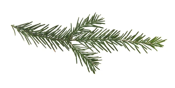 Branch Christmas Tree Isolated White Background — Stock Photo, Image