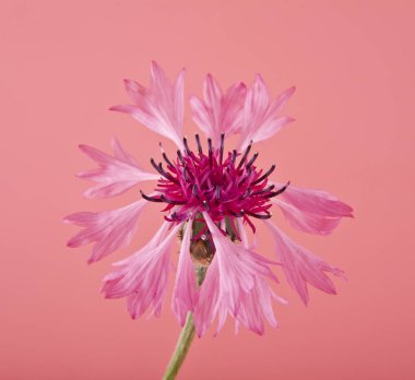 Centaurea pembe çiçek pembe bir arka plan üzerinde