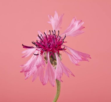 Centaurea pembe çiçek pembe bir arka plan üzerinde